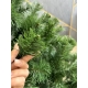 Класична Карпатська ялинка із ПВХ 2.5 м